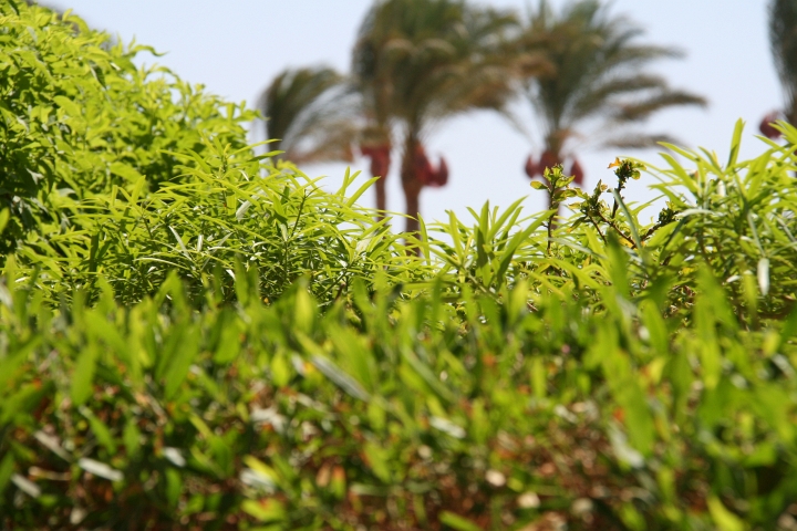 Vakantie Egypte 2010-54.jpg